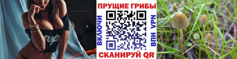 Псилоцибиновые грибы Cubensis  Купить закладки  Абдулино 